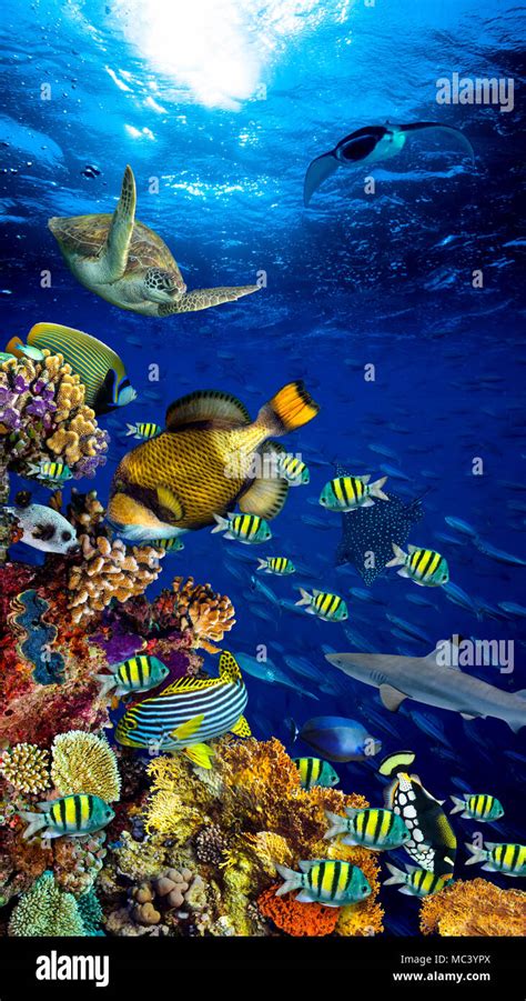 underwater coral reef landscape in the deep blue ocean with colorful fish and marine life ...