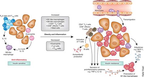 Immune cells mediate inflammation in adipose tissue.In the lean state ...