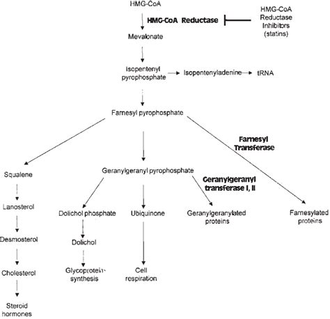 The mevalonate pathway. | Download Scientific Diagram