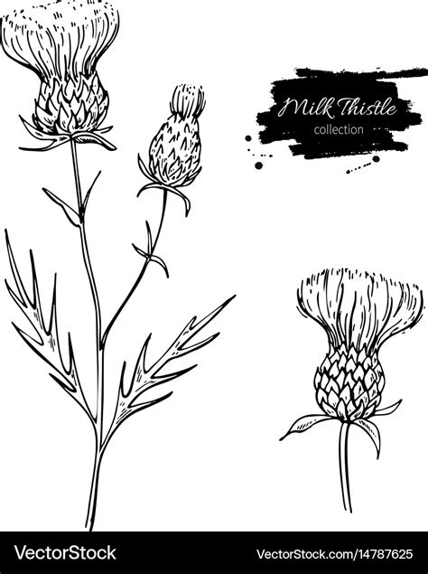 Milk thistle flower drawing set isolated Vector Image