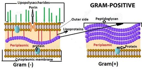 Cell Membrane Of Gram Positive Bacteria Structure Functions And Diagram | Images and Photos finder