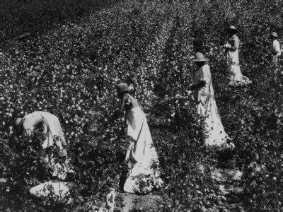 'Black Women Picking Cotton in Fields' Photographic Print | Art.com