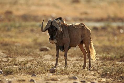 Digital Safari: Who are the major predators that feed on wildebeest? - CGTN