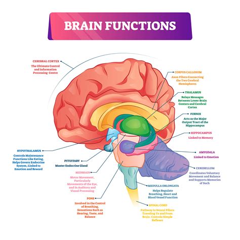 Brain functions vector illustration. Labeled explanation organ parts ...