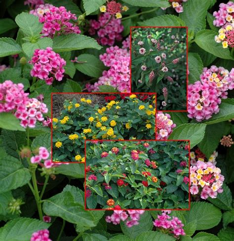 Mulitple Varieties | Lantana | Shades of Green Inc.