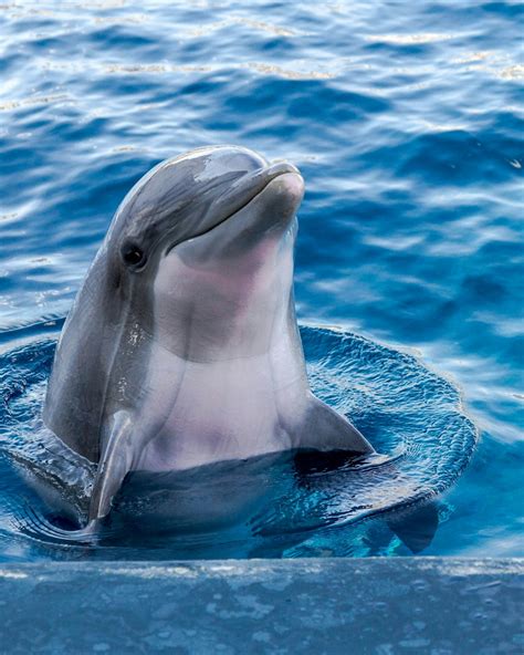 dolphin photo – Free Sea life Image on Unsplash