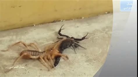 Camel Spider vs black Scorpion REAL FIGHT - video Dailymotion