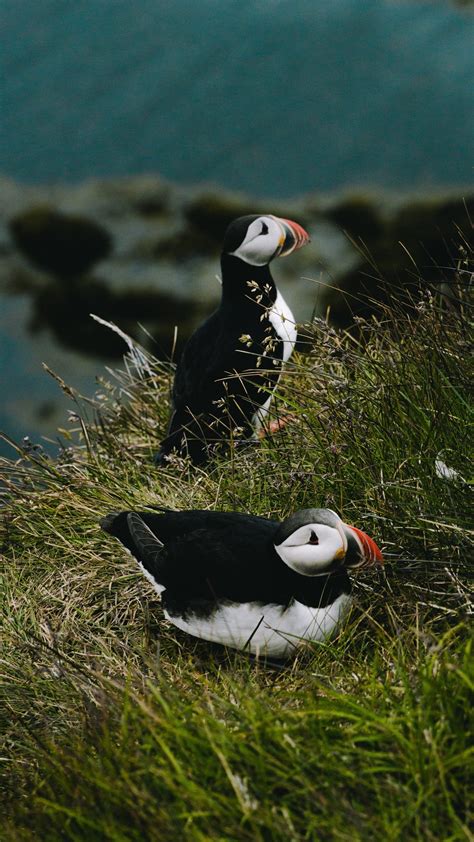 On the hunt for puffins in Iceland - Young Adventuress