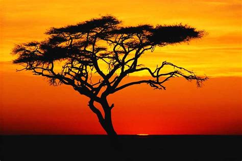 Africa sunset, African tree, Sunset nature