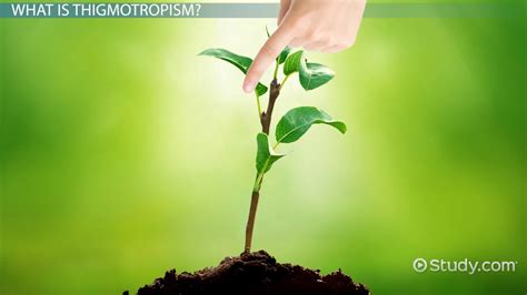 Thigmotropism | Definition, Factors & Examples - Lesson | Study.com