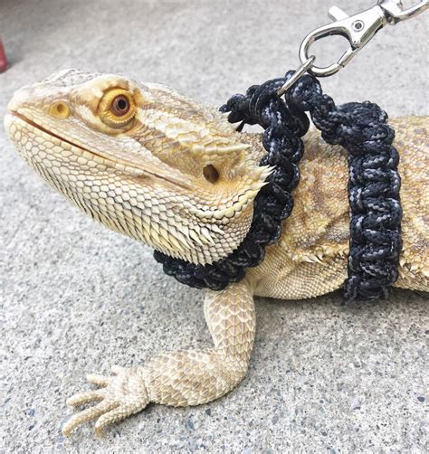 Reptile Harness Bearded Dragon Para-cord Harness / Collar and - Etsy | Bearded dragon care ...