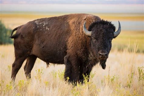 13 Beautiful Bison Facts (Aka American Buffalo) - Fact Animal