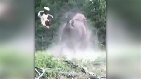 Charging bison launches girl into air at Yellowstone National Park ...