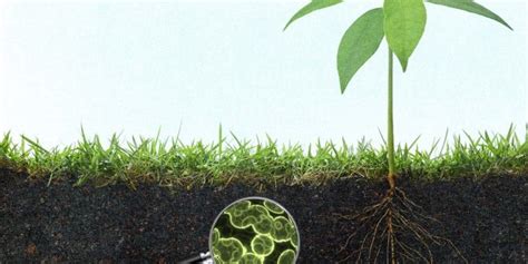 Soil Microbiology: The Scientific Discipline of Microbial Communities ...