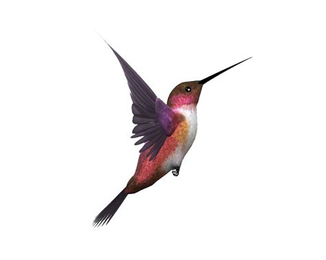 Flying Bird PNG Transparent Images | PNG All