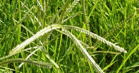 Paragis: What Is This Miracle Grass And What Are Its Benefits? ~ Health Nourishment