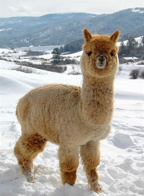 Apalca in the snow Alpaca Farm, Cute Alpaca, Baby Alpaca, Alpaca Wool ...