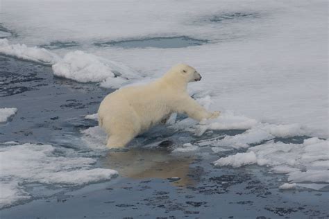 Polar bear hunting on sea ice - a photo on Flickriver