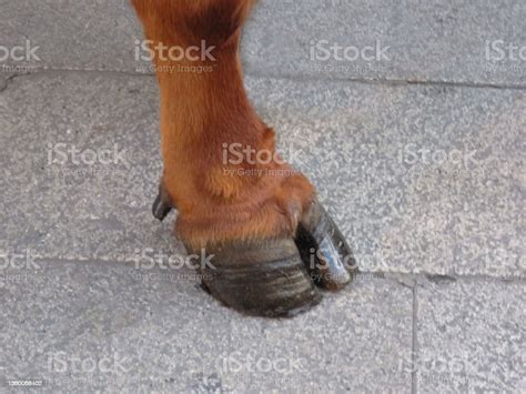 Bull Hooves Legs And Hooves Of Adult Red Bull Stock Photo - Download ...