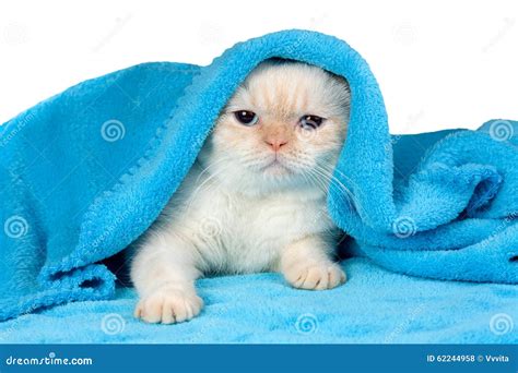 Cute Little Kitten Under the Blue Blanket Stock Photo - Image of laying ...