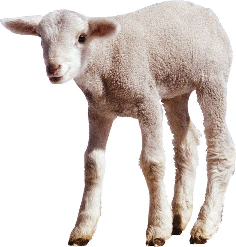 Top 105+ Wallpaper Is A Lamb A Baby Sheep Completed 11/2023