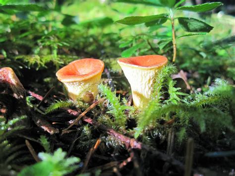 Chanterelle Processing: Multi-Colored Chanterelles