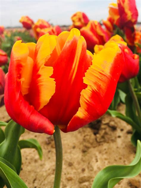 Bright Parrot - Texas Tulips