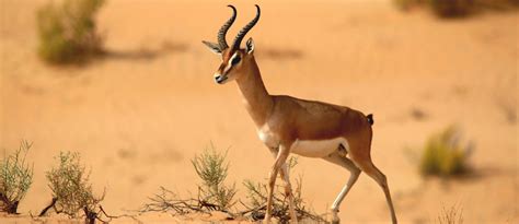 Wildlife in Dubai: Arabian Oryx, Sand Cat, Gazelle & More - MyBayut