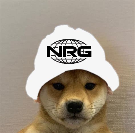 NRG Dogwifhat | Dogwifhat | Dog images, Dog icon, Doge dog