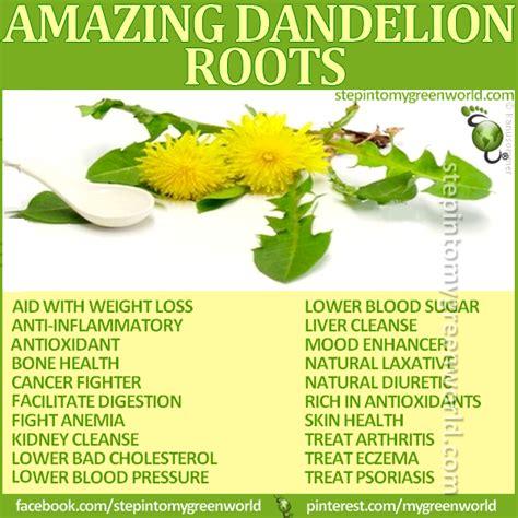 Unusual healing benefits of Dandelions | Herbs, Herbalism, Natural health