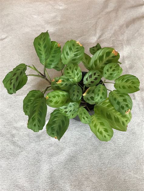 Maranta Leuconeura Kerchoveana care, images and videos - ChooseYourPlant