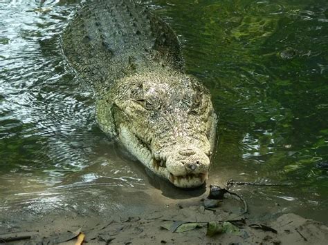 Saltwater Crocodile Habitat