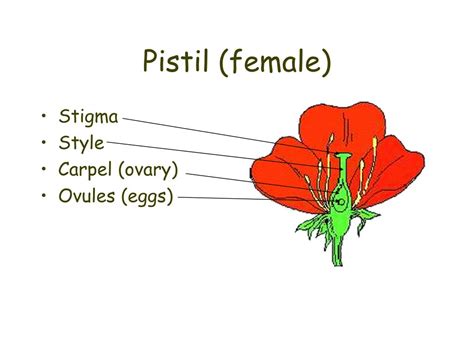 PPT - The Parts of a Flower PowerPoint Presentation, free download - ID:1755211