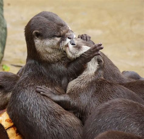 15 Beautiful Pictures Of Animals Kissing - Bored Daddy