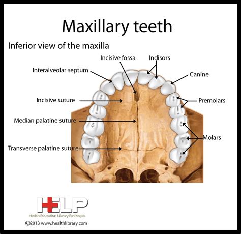 Maxillary Teeth | Dental hygiene school, Dental assistant school, Medical dental