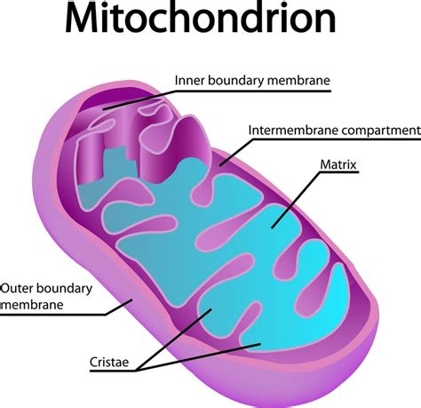 Mitochondrial DNA from Fungi (yeast) via Spheroplasts