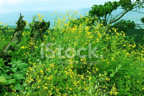 Wild Flowers In Valley Of Flowers Stock Photo | Royalty-Free | FreeImages