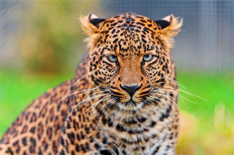 Big cats, Leopards, HD Wallpaper | Rare Gallery