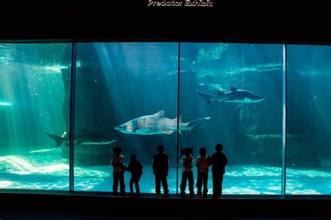 Go on an adventure at the Aquarium - Two Oceans Aquarium, Cape Town Central Traveller Reviews ...