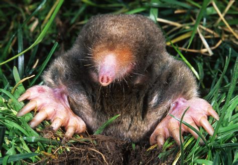 Eastern mole - Wikipedia