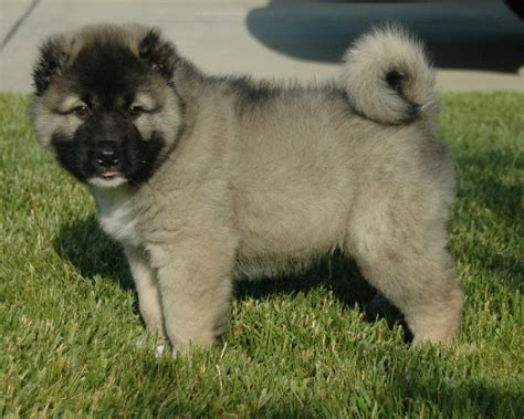 Файл:Caucasian Ovcharka puppy.jpg — Вікіпедія