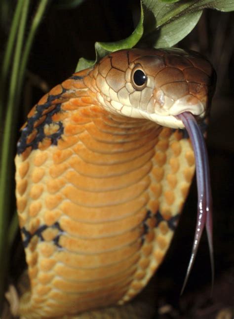 Philippine Cobra Bite