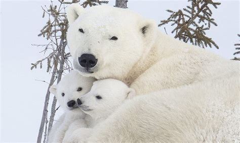 Adorable polar bear cubs explore snow for the first time – Artofit