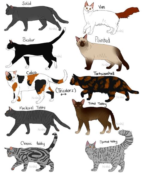 Pin by Estela Plateiro on gatos | Cat fur, Rare cats, Cat breeds chart