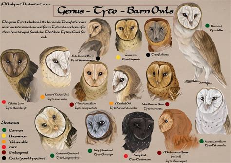 Tyto species chart by busbyart | Owl species, Owl, Barn owl