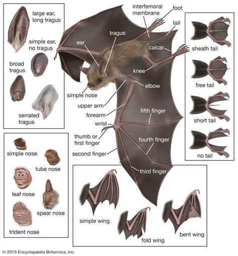 Anatomy Of Bat Wings