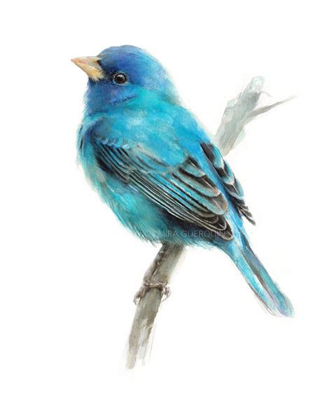 Blue Indigo Bunting Watercolor Archival Print - Blue Bird Illustration ...