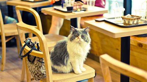 Lady Dinah’s Cat Emporium, Shoreditch | London’s cat café | CN Traveller