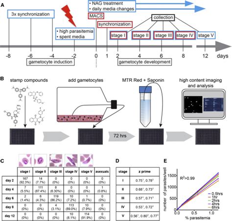 Induction and Development of Pure, Stage-Specific Gametocytes ...