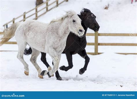 Horses Running in the Snow stock image. Image of hoarfrost - 87760013